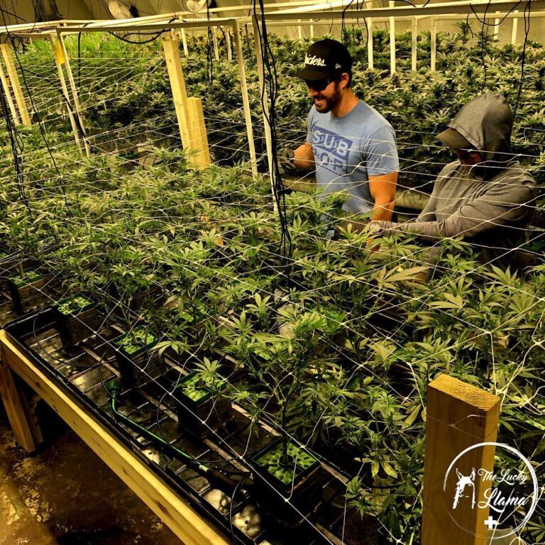 117444879 176295030608051 3810338891781783144 n 768x768